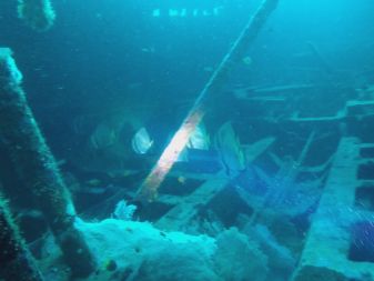 Diving Puerto Galera 2018